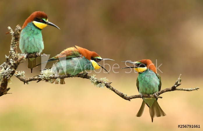 Picture of Abejarucos en primavera